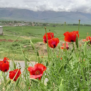 Telegram profile photo for سردوران(سرداران)