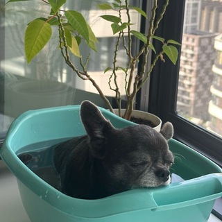 Telegram profile photo for Тазик седативного
