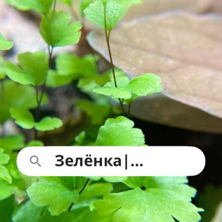 Telegram profile photo for Зелёнка | Комнатные растения
