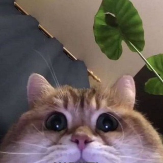 Telegram profile photo for МемНастечная