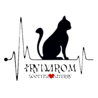 Telegram profile photo for питомник шотландских кошек˖࣪ ˓ IrynaRom ˖࣪ ˓