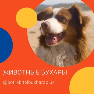 Telegram profile photo for Животные и растения Бухары