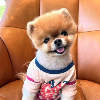 Telegram profile photo for JIFFPOM the Dog Portal