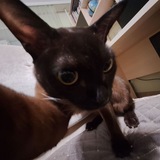 Telegram profile photo for Канал Инк Кинга