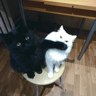 Telegram profile photo for 𝐴𝑣𝑎𝑐𝑡𝑜𝑠