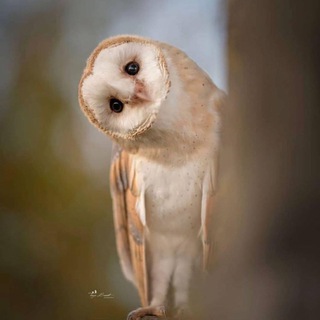 Telegram profile photo for بومة🦉