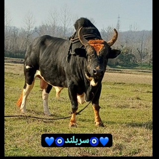 Telegram group profile photo for 🅰️👊🏻ورزا وار گیلان سیتی👊🏻🅰️