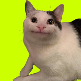 Telegram profile photo for Beluga