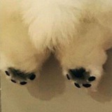 Telegram profile photo for poon_poon.gif