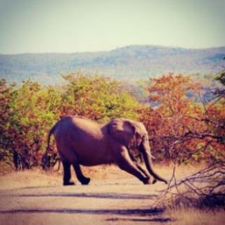 Telegram profile photo for Nature Best Video