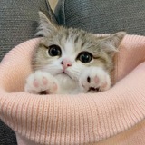 Telegram profile photo for Сеть юмора Павел