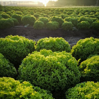 Telegram profile photo for Записки селекционера / RIJDER SEEDS
