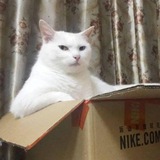 Telegram profile photo for katalog azi