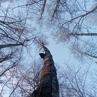 Telegram profile photo for Wildsuperfoods and holistic healing