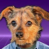 Telegram profile photo for Zack Morris Dog