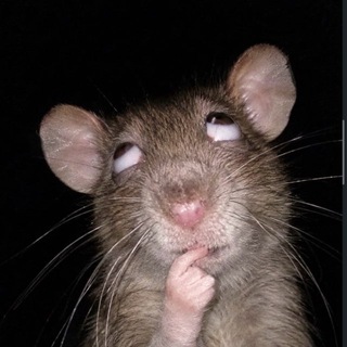 Telegram profile photo for ᴇʟ𝐢🐭