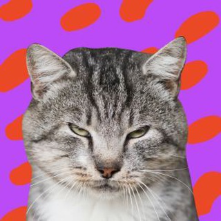 Telegram profile photo for Adopt Don't Stop Шоу