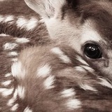 Telegram profile photo for пеrexog