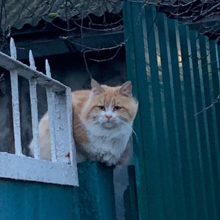 Telegram profile photo for почти