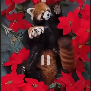 Telegram profile photo for Red panda’s life 🏹🚬