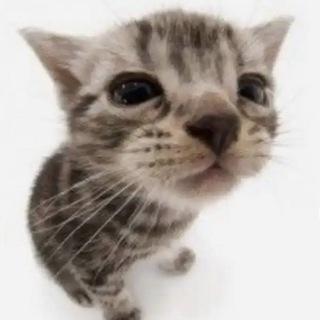 Telegram profile photo for снегирь ларпит.