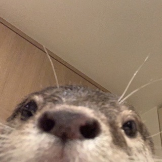 Telegram profile photo for Pelmentos