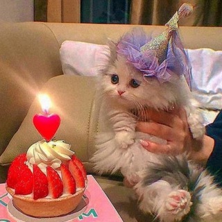 Telegram profile photo for Мемные коты