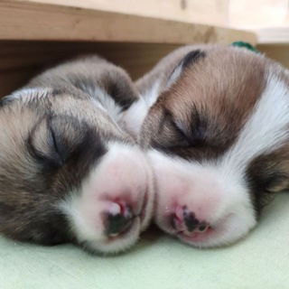 Telegram profile photo for 6 кг картошки на ножках