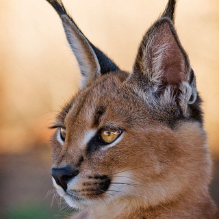 Telegram profile photo for Caracal