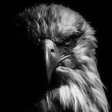 Telegram profile photo for الربح من تلغرام