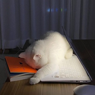 Telegram profile photo for 喵📚读