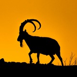Telegram profile photo for نگارخانه