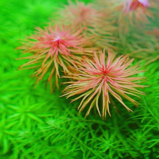Telegram profile photo for Aquatic plants