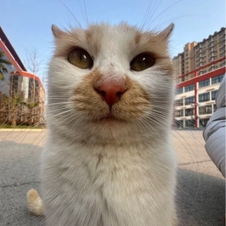 Telegram profile photo for Meow 🐱 world