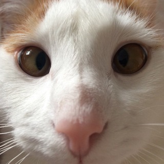 Telegram profile photo for TRIKOTA+1