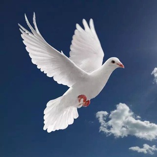 Telegram profile photo for 沉默的大多数