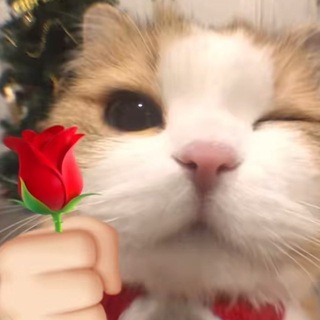 Telegram profile photo for JUAL TIKTOK IG MURAH
