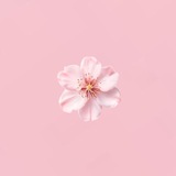 Telegram profile photo for ◂ 𝗠𝘆 𝗿𝗲𝗳𝘂𝗴𝗲 •