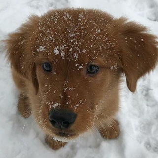 Telegram profile photo for ᴏᴛɜыʙы//Рыжие хвосты