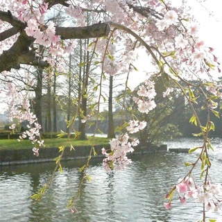Telegram profile photo for Sakura blossoms
