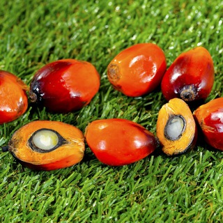 Telegram profile photo for Dunia FCPO (Palm Oil)