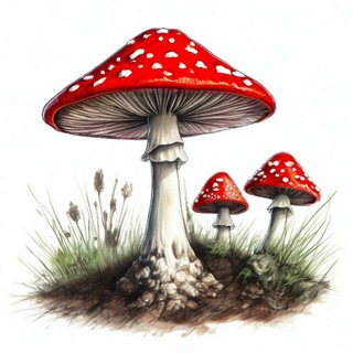 Telegram group profile photo for Грибная продукция 🍄 Нижний Новгород