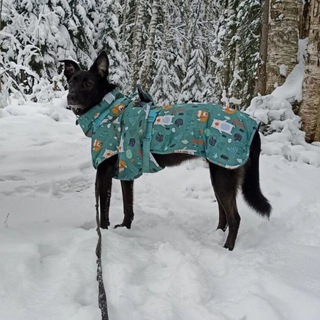 Telegram profile photo for Собачьи радости