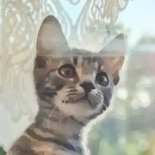Telegram profile photo for Секрет небес