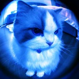 Telegram profile photo for MEOW🫐