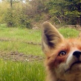 Telegram profile photo for green dream