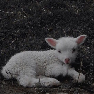Telegram profile photo for ༺ღ༒ ?𝐿𝑎𝑑𝑦'𝑠 𝑠𝑒𝑐𝑟𝑒𝑡𝑠 ༒ღ༻
