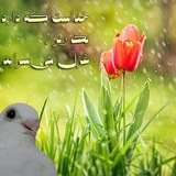 Telegram profile photo for حرف دل