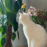Telegram profile photo for من جِذع شجرةٍ خضراء