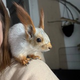 Telegram profile photo for Белочка Чика